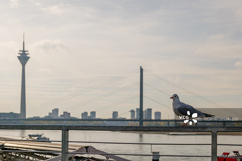 聚焦德国杜塞尔多夫的鸟类和莱茵河图片素材