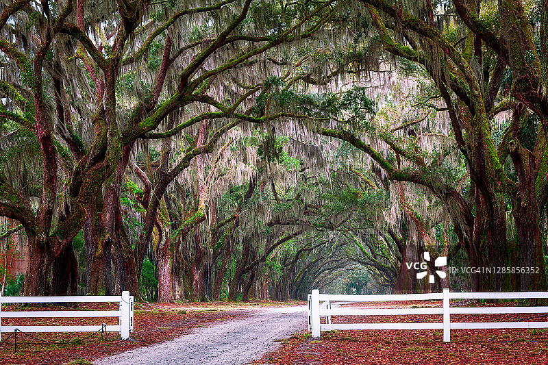 美国佐治亚州萨凡纳 Wormsloe 的栅栏图片素材