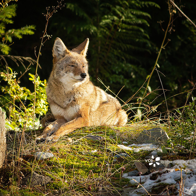 沐浴阳光的郊狼图片素材