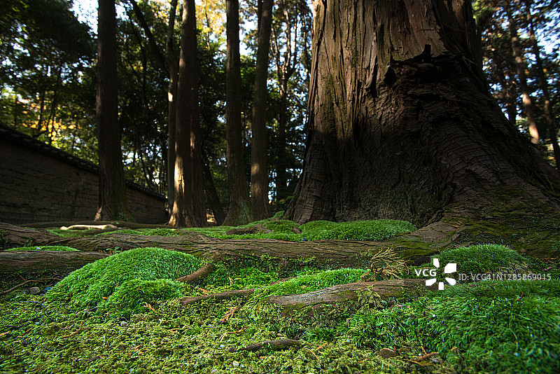奈良唐招提寺的古老苔藓图片素材