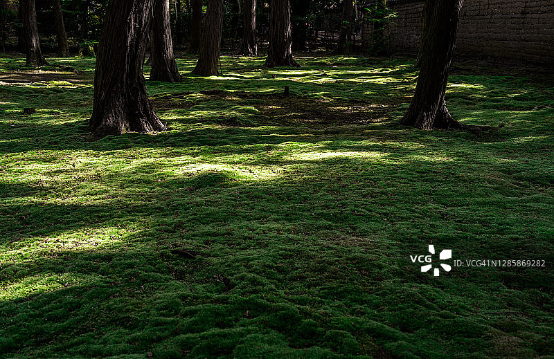 奈良唐招提寺的古老苔藓图片素材