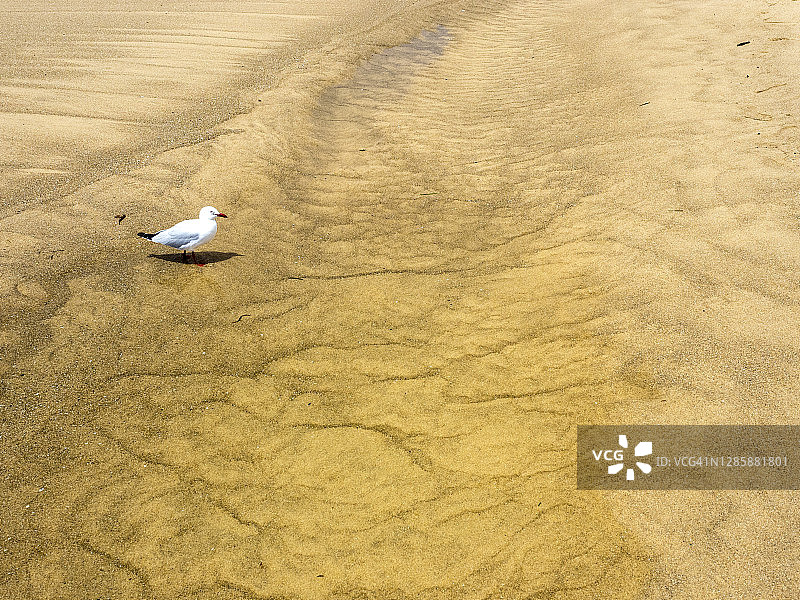 澳大利亚新南威尔士斯坦威尔公园的海鸥与沙纹图片素材