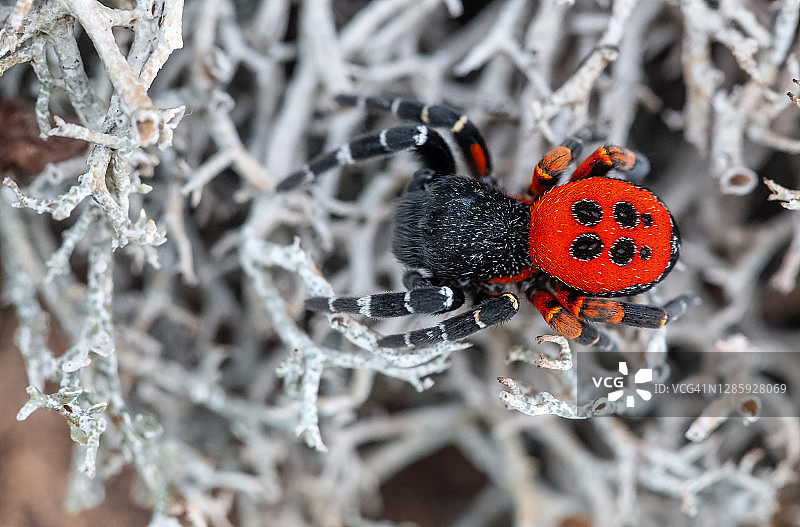 红背蜘蛛图片素材