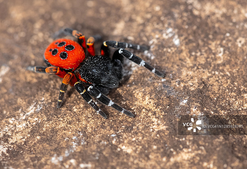 红背蜘蛛图片素材