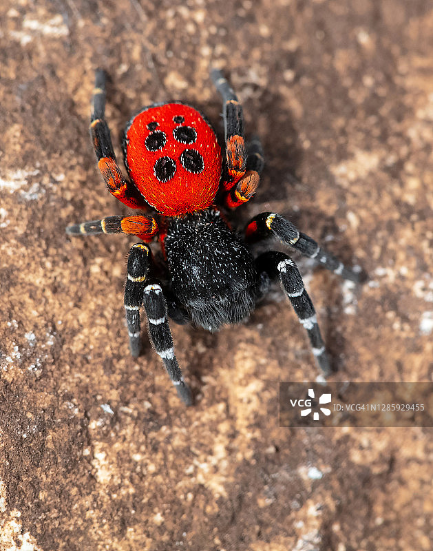 红背蜘蛛图片素材