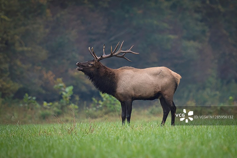 秋季长着巨大鹿角的麋鹿图片素材
