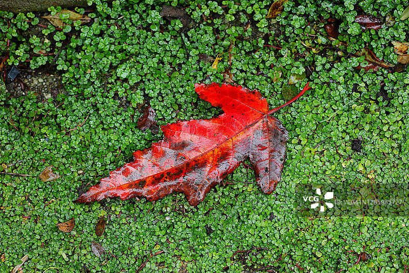绿色地被植物上的红色枫叶图片素材