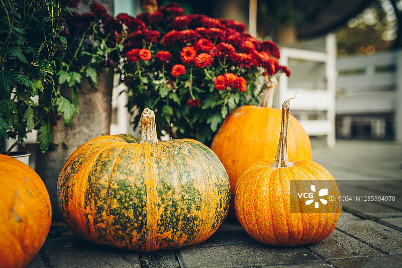 感恩节和万圣节南瓜装饰摄影图片素材