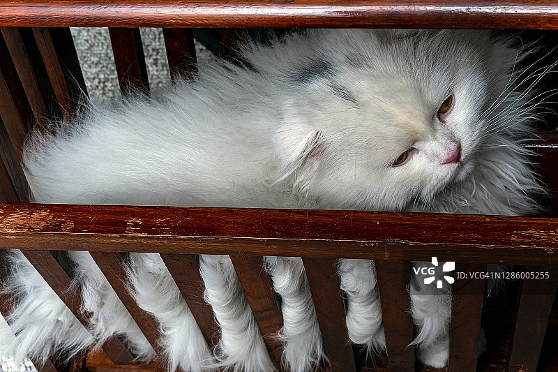 金丝鼠幼崽，苏格兰折耳长毛猫，白色小猫在木制杂志架上睡觉图片素材