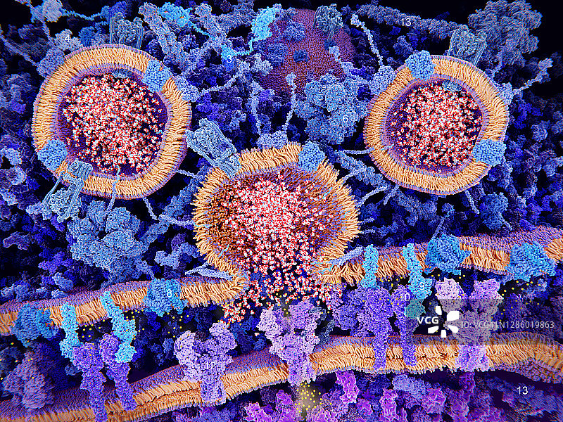 兴奋性突触，图示图片素材