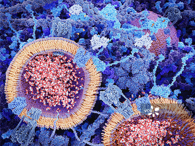 兴奋性突触囊泡，图示图片素材