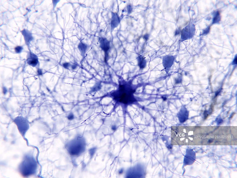 原生质星形胶质细胞插图图片素材