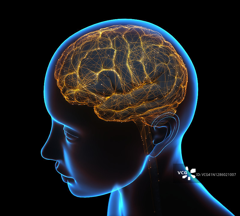 人类大脑、插图图片素材