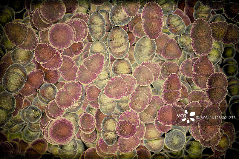 变异链球菌细菌插图图片素材