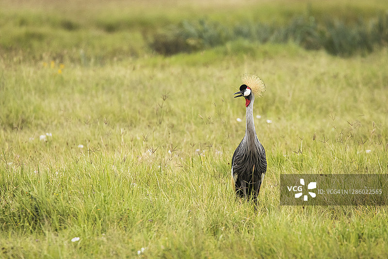 坦桑尼亚恩戈罗恩戈罗国家公园草原上的灰冕鹤图片素材