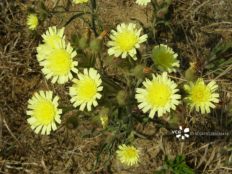 常见安德里亚拉草（Andryala integrifolia）图片素材