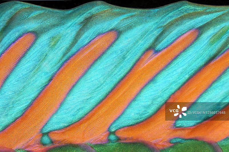 太平洋大堡礁鹦鹉鱼背鳍细节（联合国教科文组织世界遗产）图片素材
