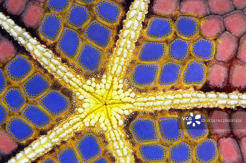 红枕海星底面结构细节，太平洋大堡礁图片素材