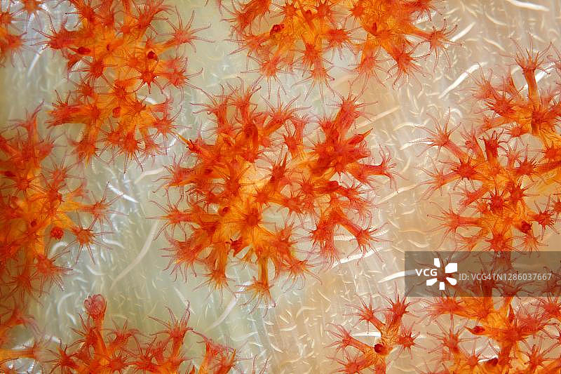 软珊瑚（树珊瑚属）树干上的开放珊瑚虫，珊瑚，太平洋，大堡礁，联合国教科文组织世界遗产图片素材