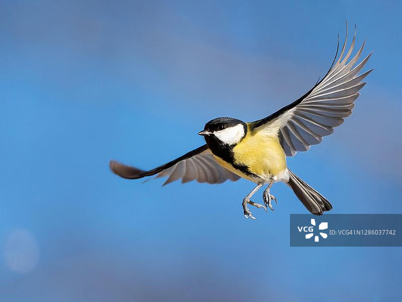 飞行中的大山雀（雄性），德国巴伐利亚图片素材