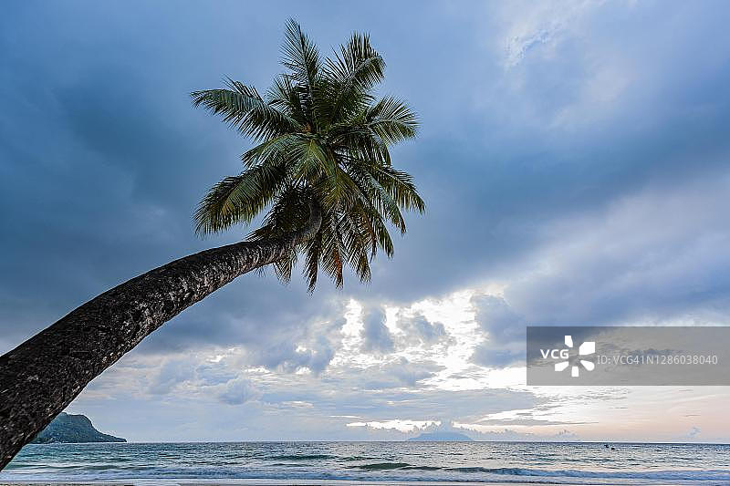 塞舌尔马埃岛博瓦隆海湾的棕榈树和蓝色时刻图片素材
