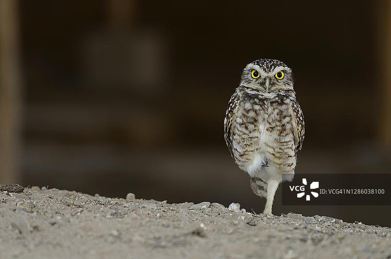 太平洋侏儒猫头鹰图片素材