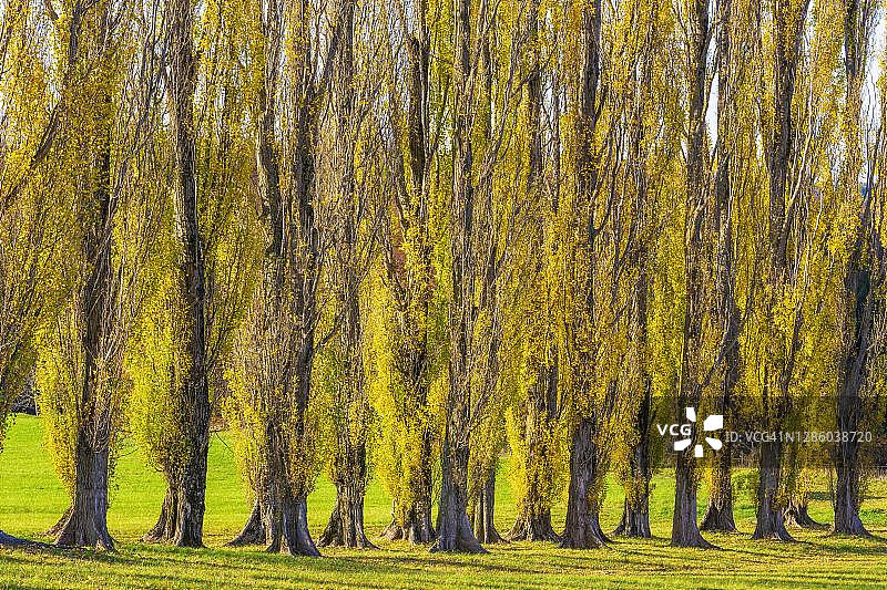 德国巴登-符腾堡州的柱状白杨树图片素材