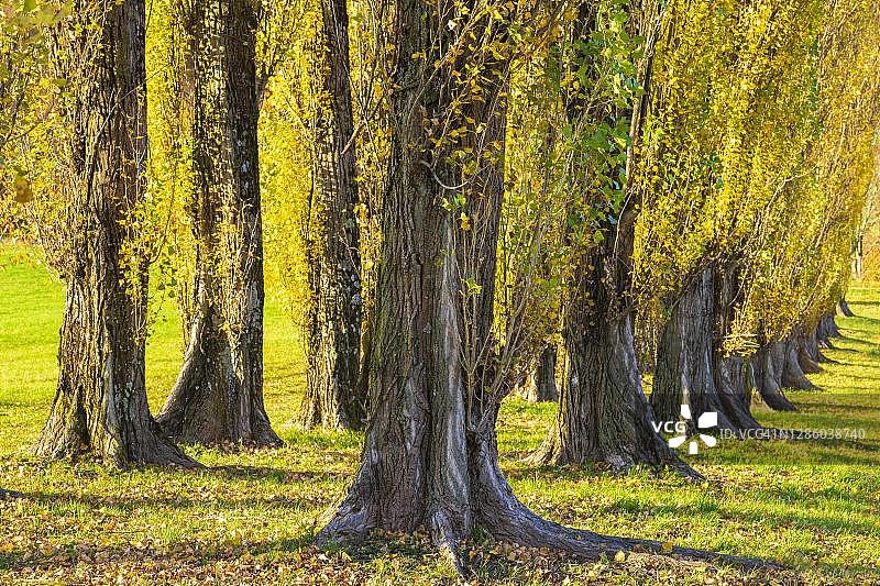 德国巴登-符腾堡州的柱状白杨树图片素材