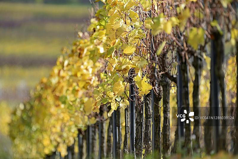 德国摩泽尔埃伦茨-波尔特斯多夫的秋叶葡萄藤图片素材