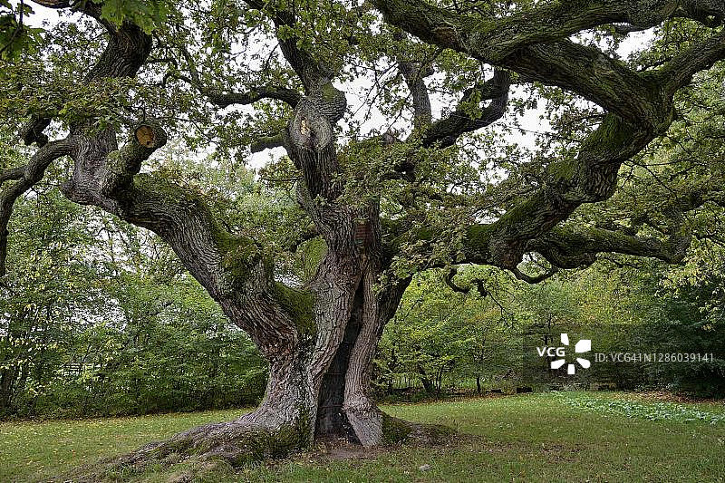德国巴伐利亚罗恩地区的千年英国橡树图片素材