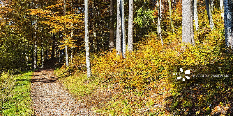 德国巴伐利亚阿尔高阿尔卑斯山脉特雷塔赫塔尔山间森林图片素材