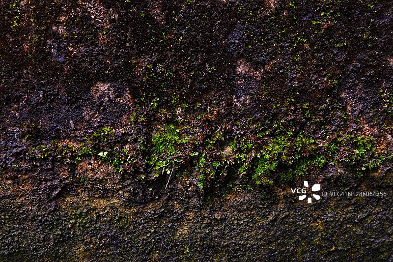 苔藓植物图片素材