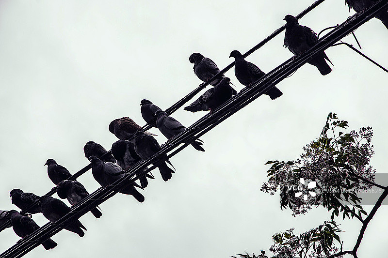 栖息在高压电缆上的鸽子，阿根廷布宜诺斯艾利斯图片素材