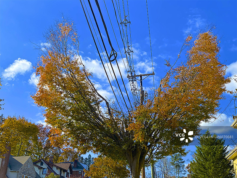 为了避开电线，园艺师修剪成树形图片素材
