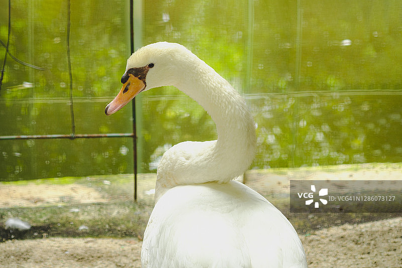 绿背景下的 mute 天鹅特写图片素材