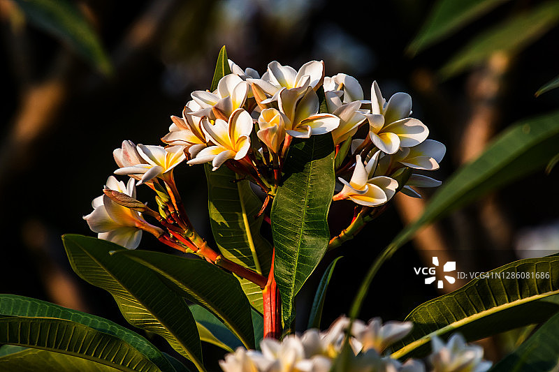 鸡蛋花图片素材