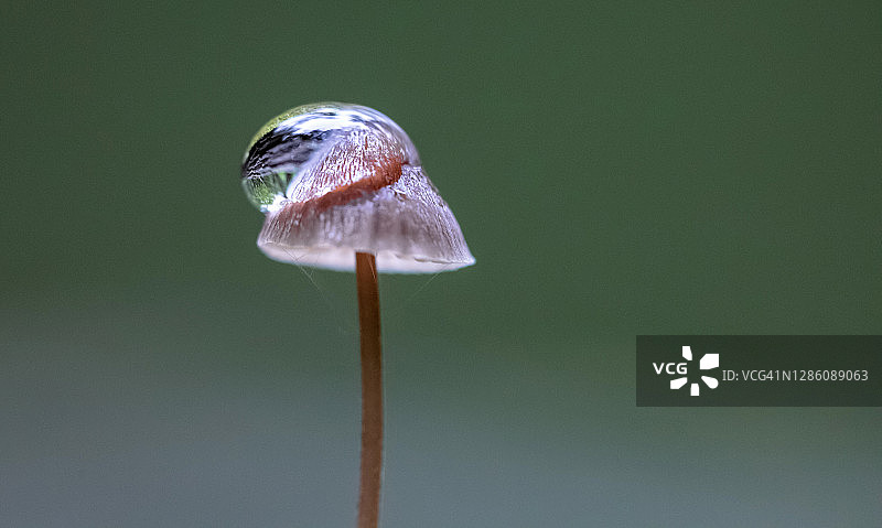红褐小菇图片素材