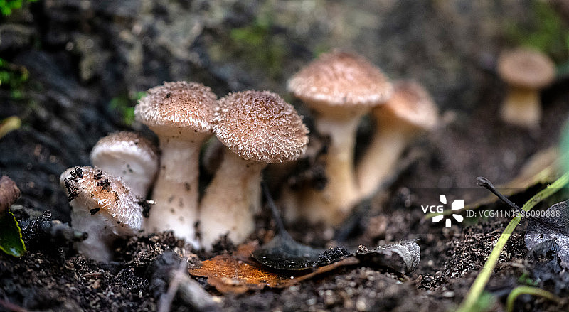 蜜环菌图片素材