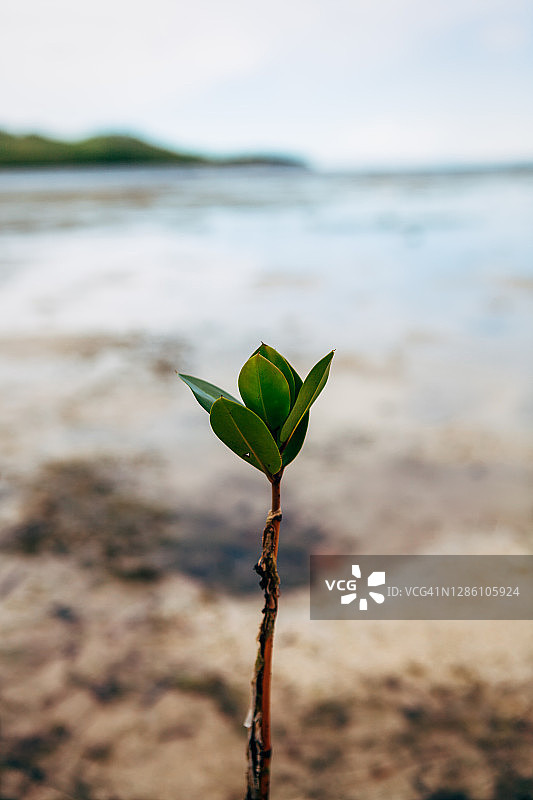 茎上的绿叶与海岸背景图片素材