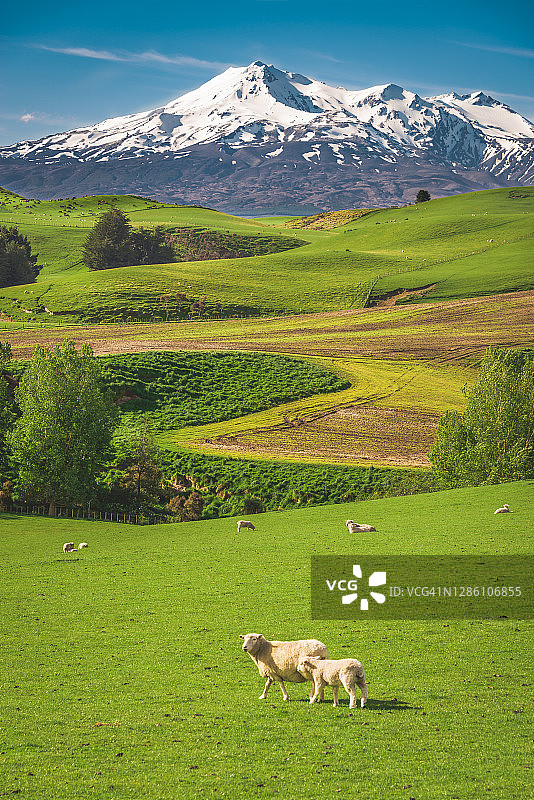 鲁阿佩胡火山图片素材