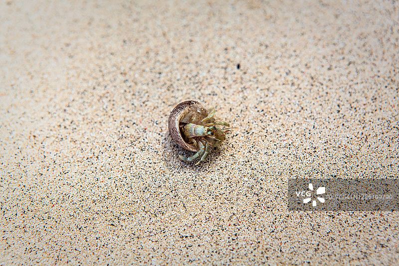 海滩上的小型寄居蟹图片素材
