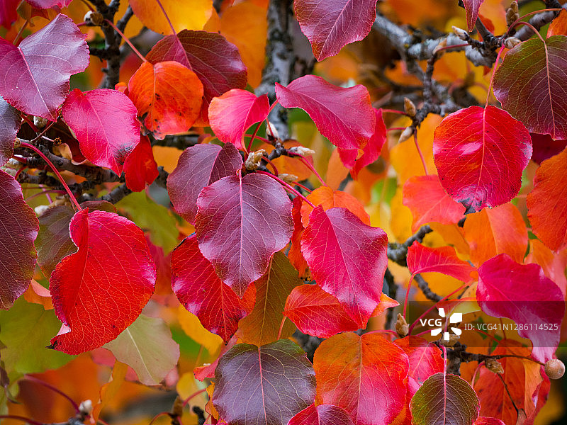 Schubert Chokecherry树枝红绿叶子背景图片素材