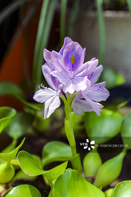 盛开的凤眼蓝图片素材
