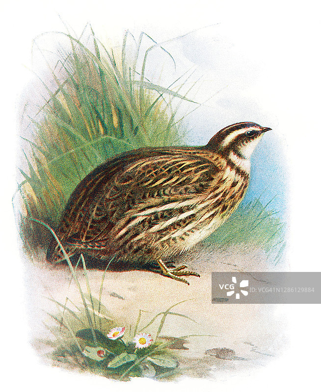 普通鹌鹑（Coturnix coturnix）鸟类学古老雕刻插图图片素材