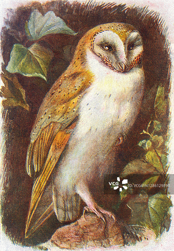 鸟类学-仓鸮（Tyto alba）旧版雕刻插图图片素材