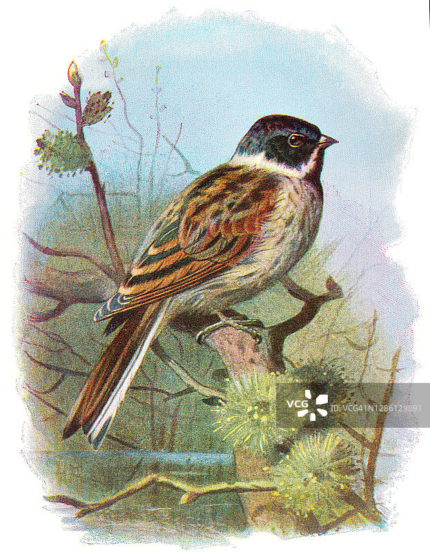 古老鸟类学版画插图：黑头鹀图片素材