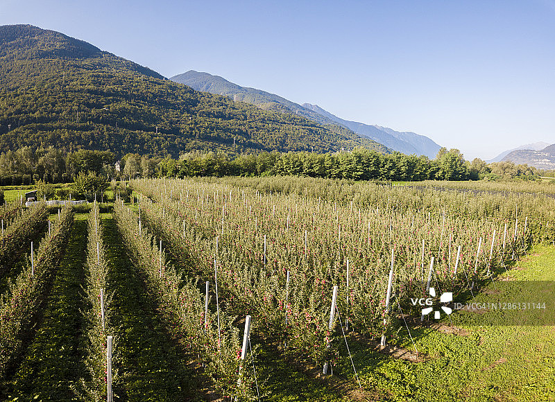 意大利伦巴第瓦尔泰利纳苹果园图片素材