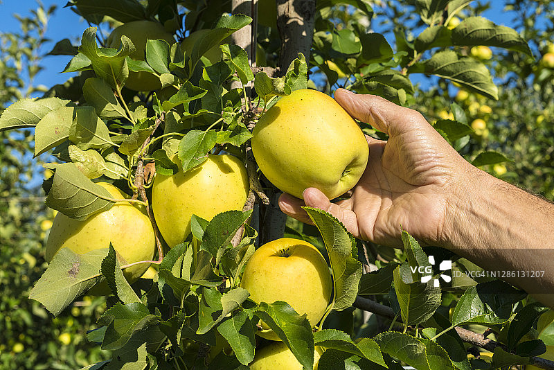 农民在意大利瓦尔泰利纳的果园里采摘苹果图片素材
