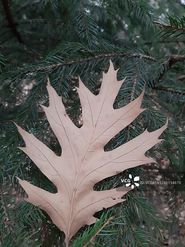 树枝上的冬青栎树叶图片素材