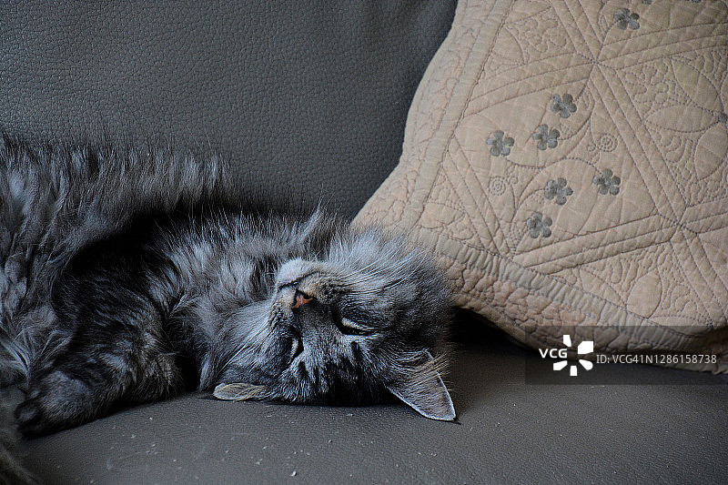 猫的肖像（法国）图片素材